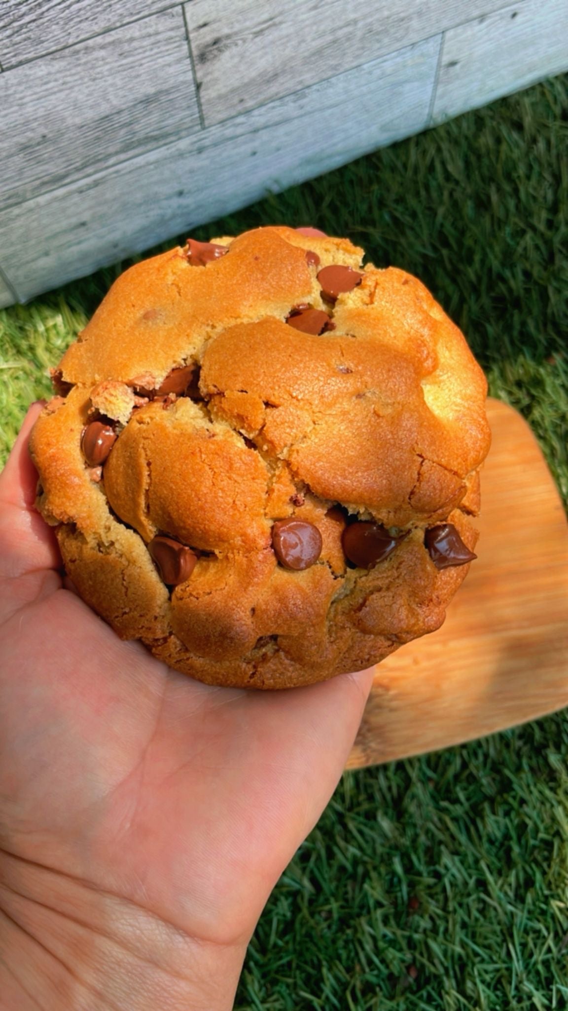Chocolate Chip
